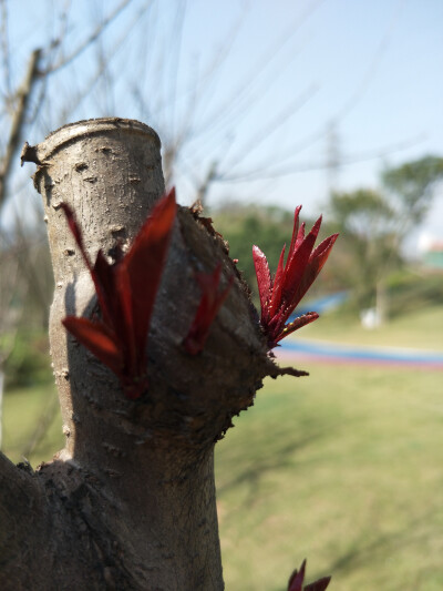 春天，阳光，嫩芽