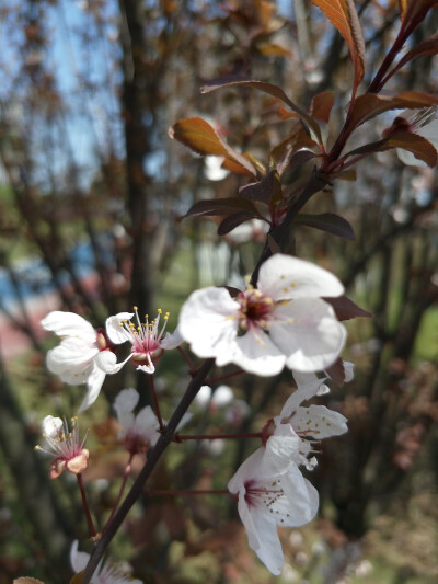 春天，阳光，嫩芽