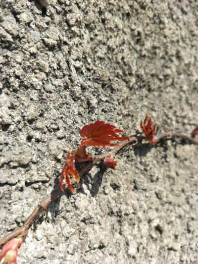 春天，阳光，嫩芽