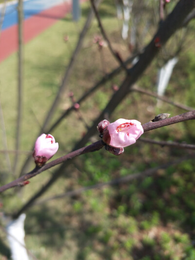 春天，阳光，嫩芽