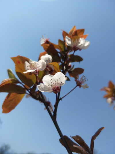 春天，花朵，阳光