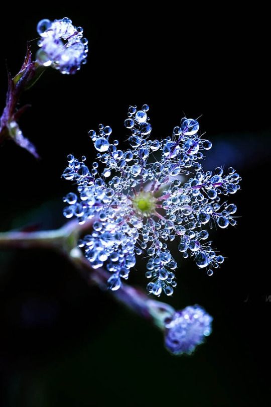 精美的水珠摄影欣赏