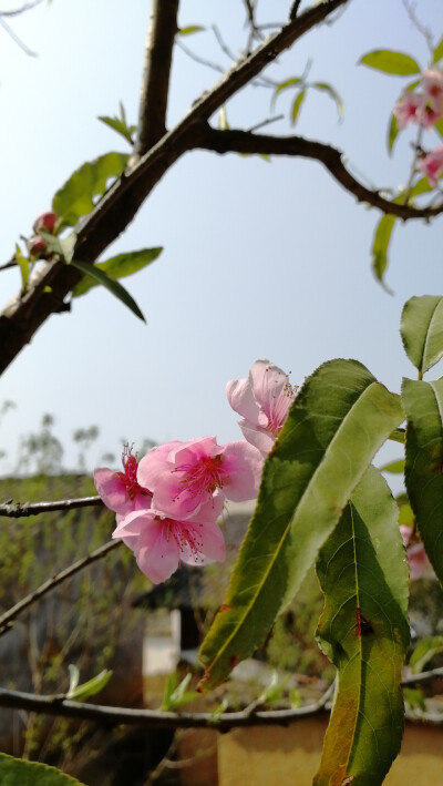 桃花