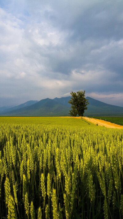 高清壁纸——风景静物