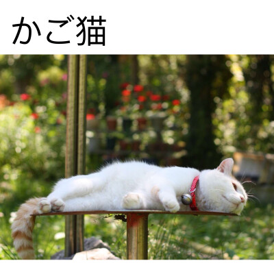 は蛋｜猫叔