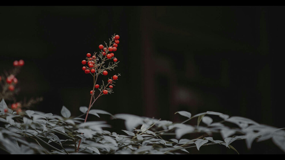 摄影 意境 壁纸 古风 图片来自微博。
『月落天白
船动莲开』