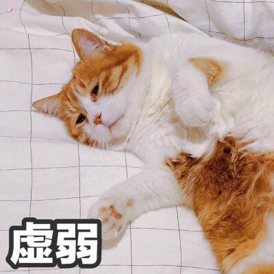 橘猫