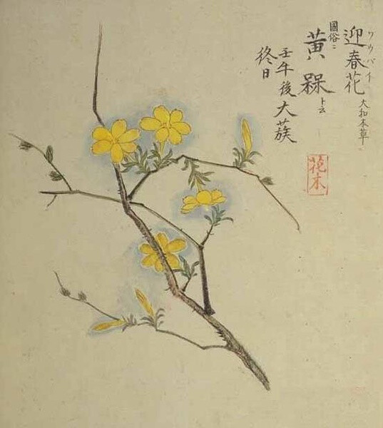 迎春花