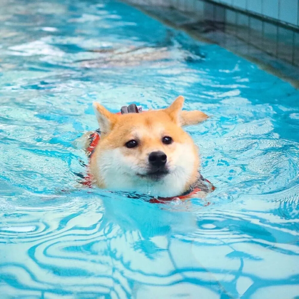 萌宠头像
游泳的柴犬