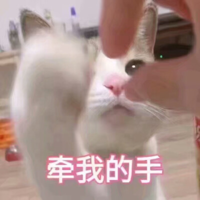 [荼]猫の