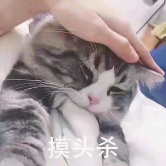 猫の