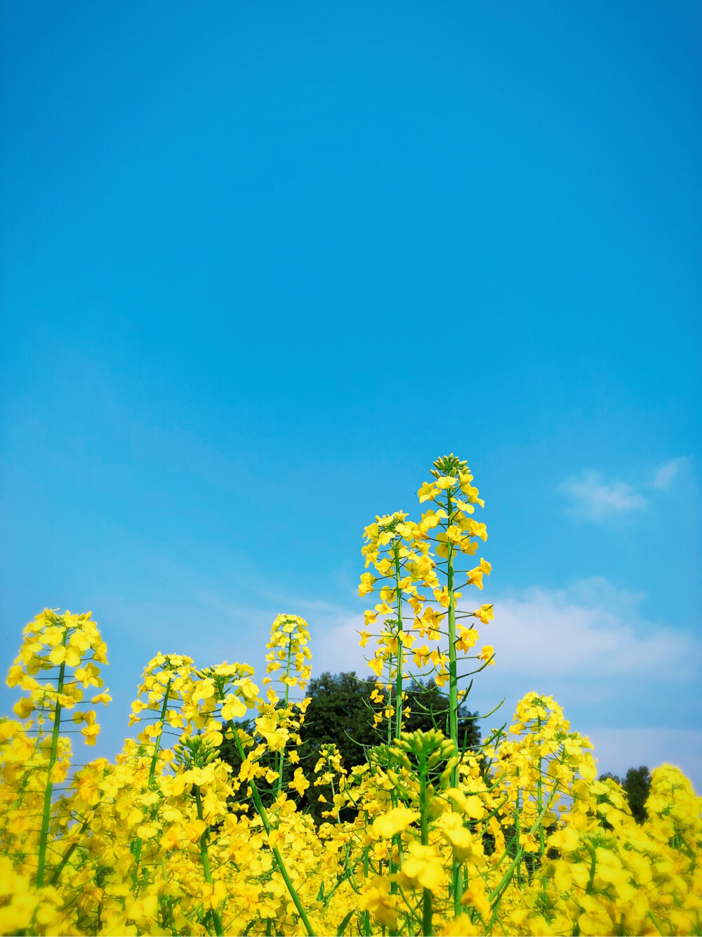 油菜花