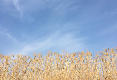 天空 芦苇