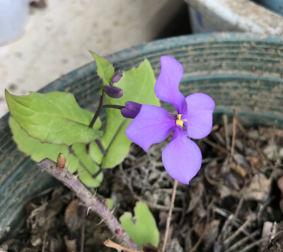 花盆里长了一棵二月兰，当初没拔掉很明智