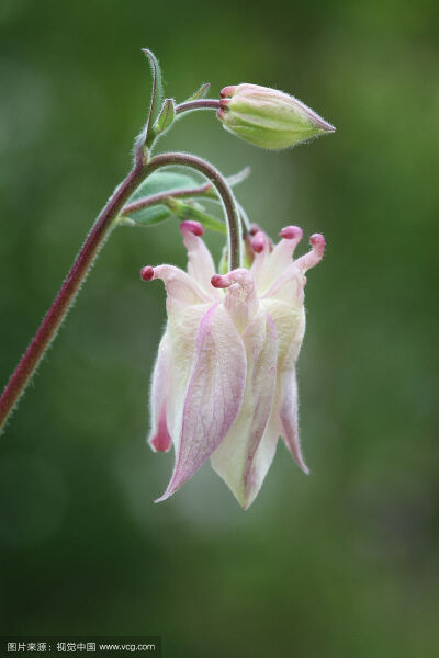 耧斗花，耧斗菜