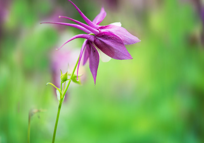 耧斗花，耧斗菜