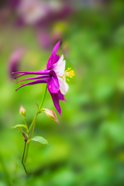 耧斗花，耧斗菜