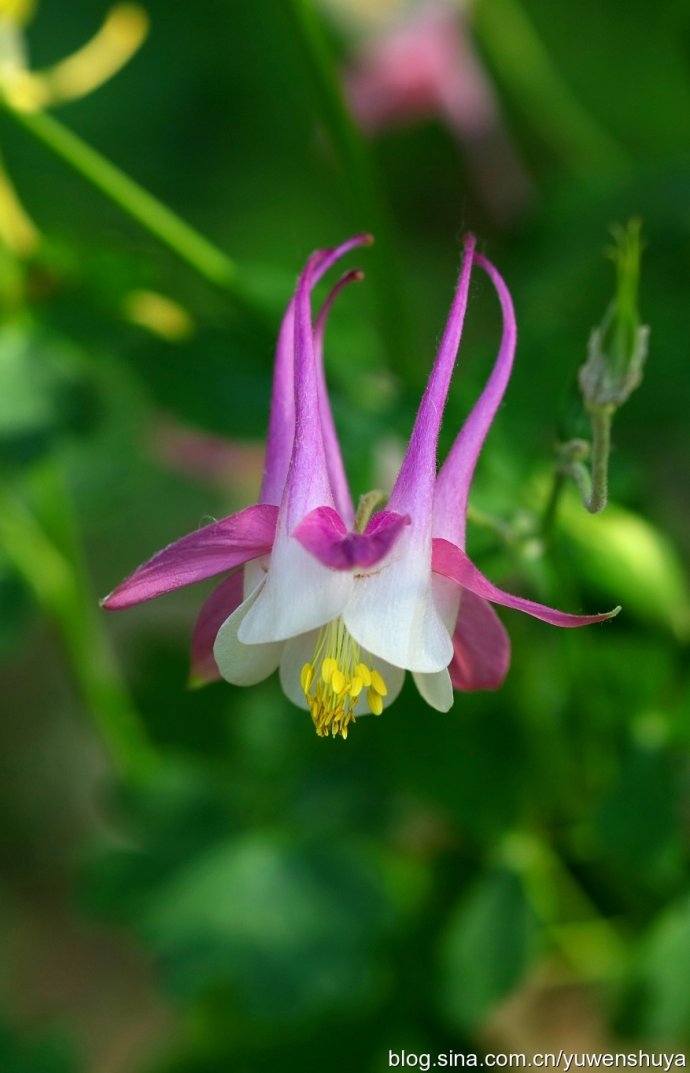 耧斗花，耧斗菜