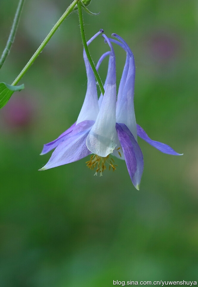 耧斗花，耧斗菜