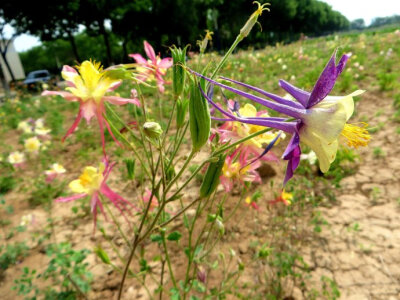 耧斗花，耧斗菜