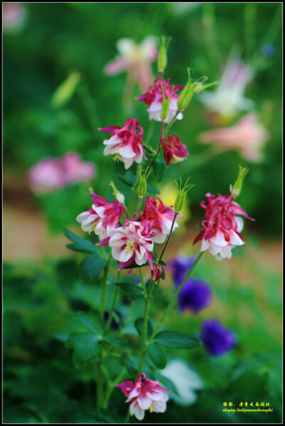 耧斗花，耧斗菜