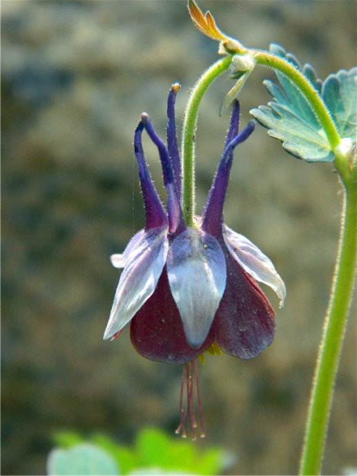 耧斗花，耧斗菜