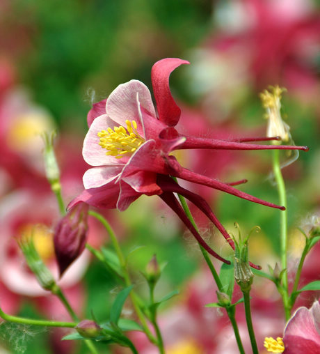 耧斗花，耧斗菜