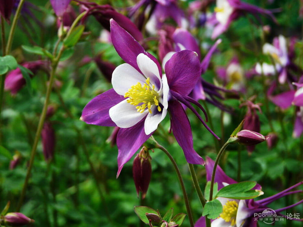 耧斗花，耧斗菜