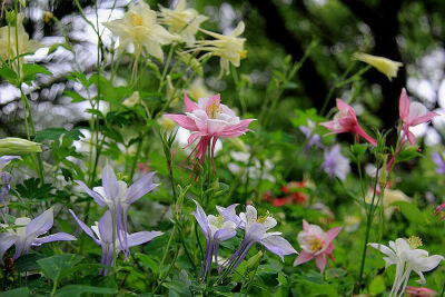 耧斗花，耧斗菜