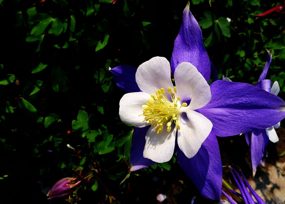 耧斗花，耧斗菜