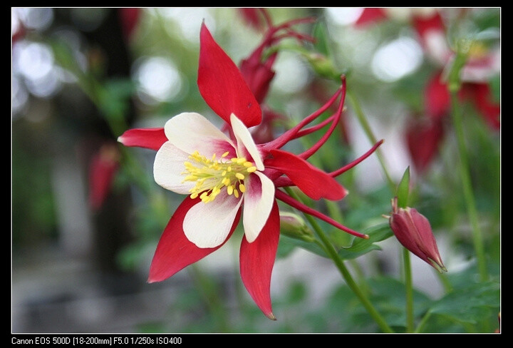 耧斗花，耧斗菜