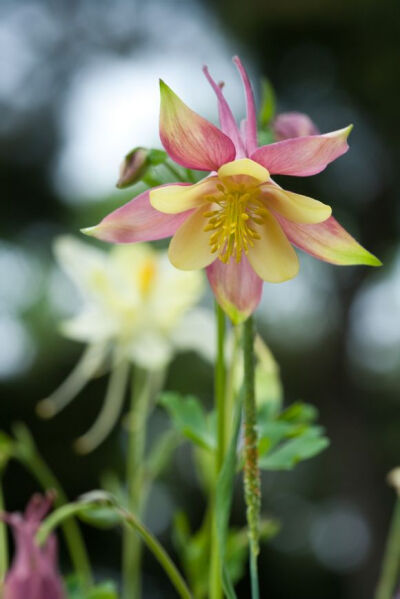 耧斗花，耧斗菜