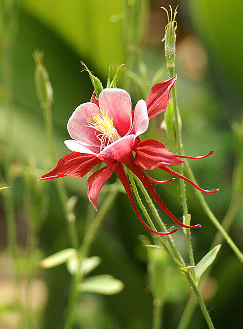 耧斗花，耧斗菜