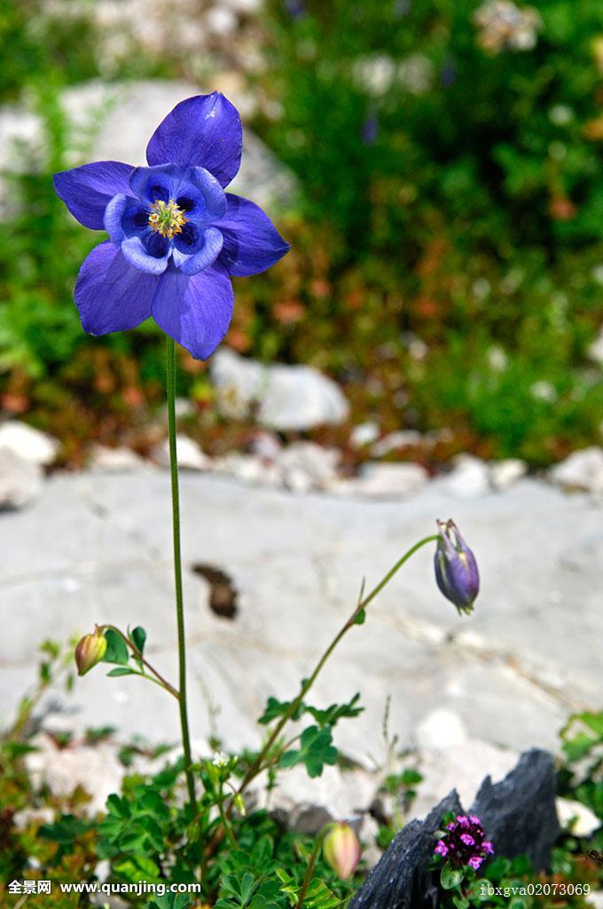 耧斗花，耧斗菜