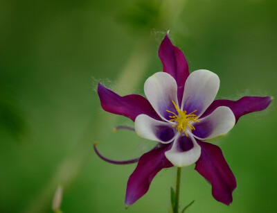 耧斗花，耧斗菜