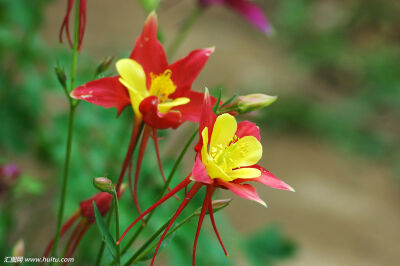 耧斗花，耧斗菜