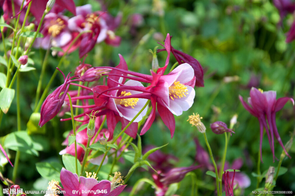 耧斗花，耧斗菜