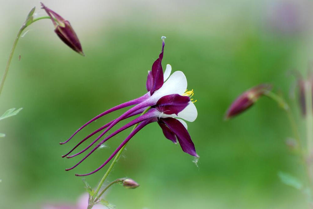 耧斗花，耧斗菜