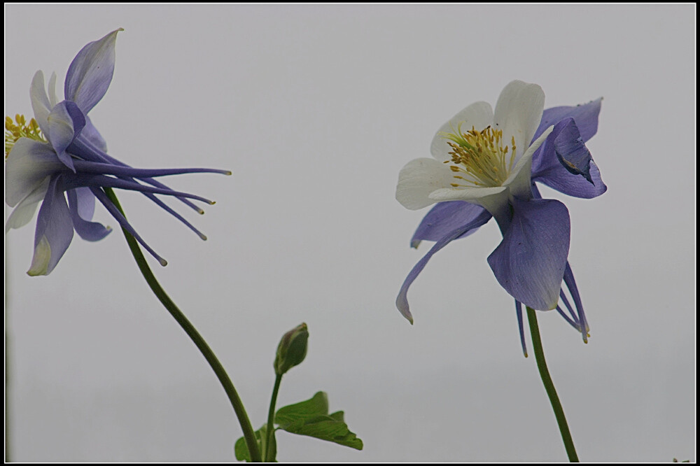 耧斗花，耧斗菜