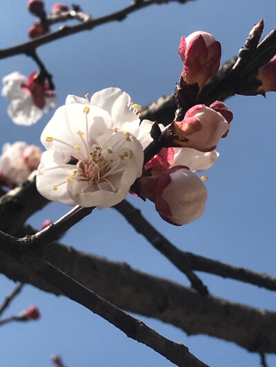 闲暇在家
萌想奇拍花几朵