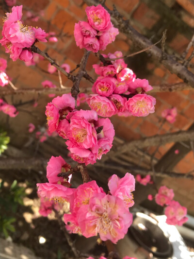 闲暇在家
萌想奇拍花几朵