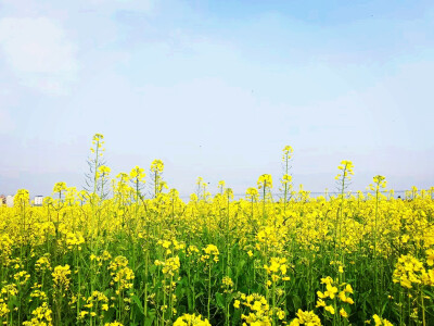 油菜花