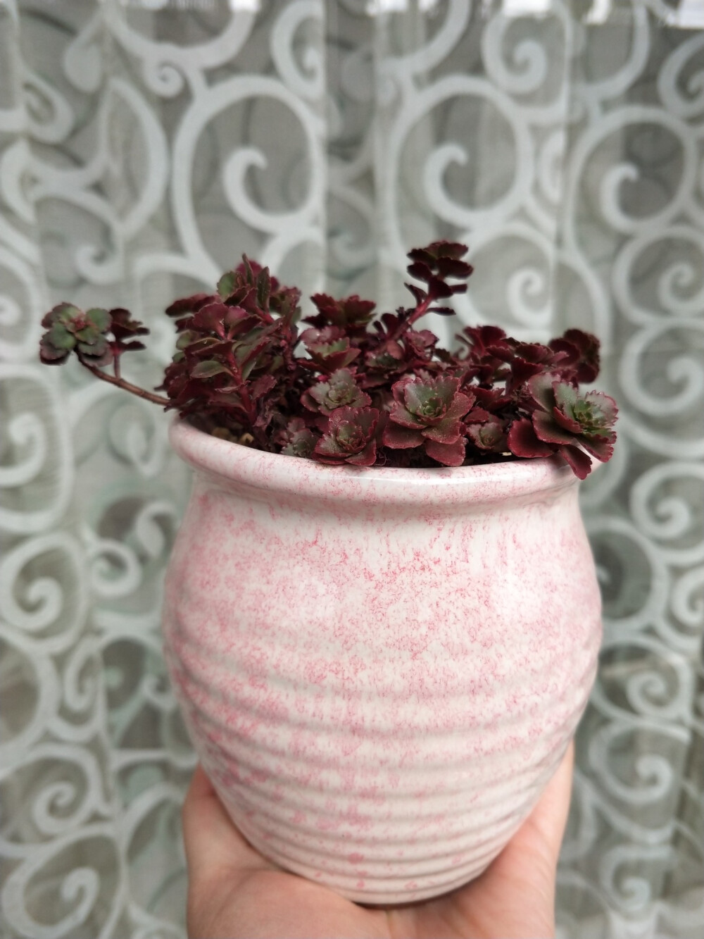 小球玫瑰，生命力旺盛的样子