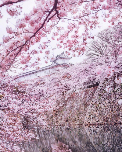 日本的樱花季