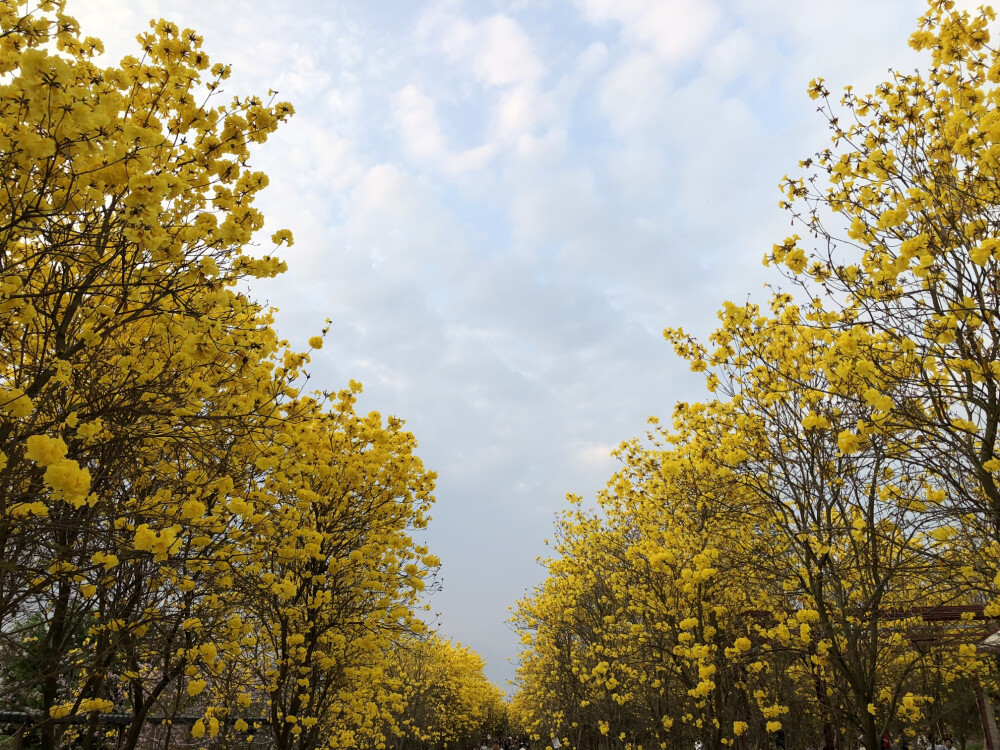 黄花风铃～