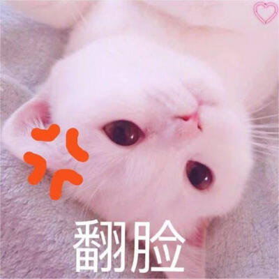 【杦桎】#萌物#可爱猫咪表情包♡