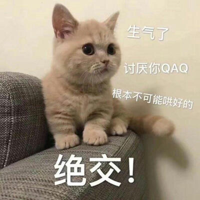 【杦桎】#萌物#可爱猫咪表情包♡