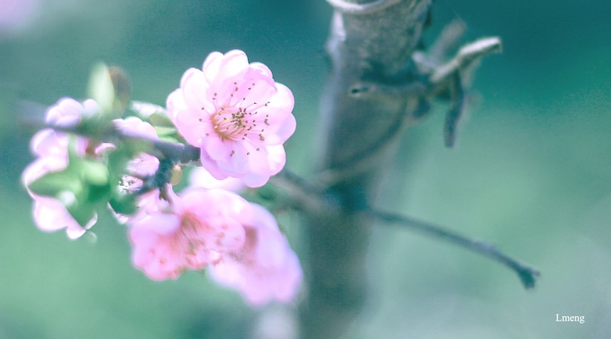 桃花