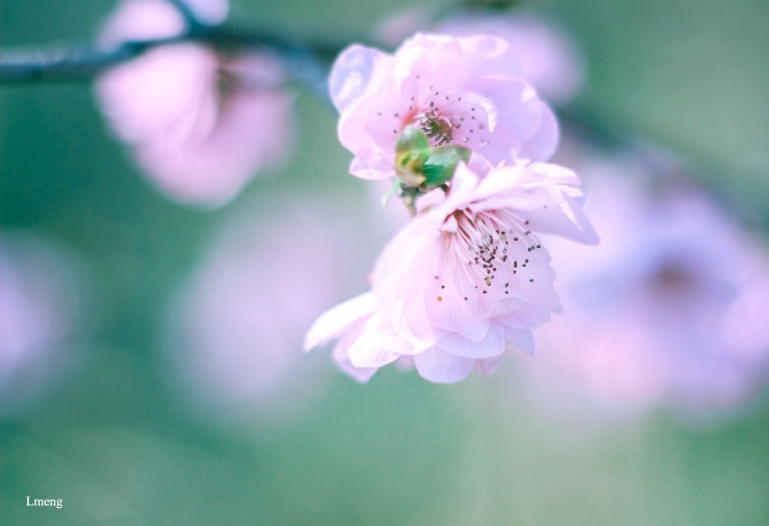 桃花