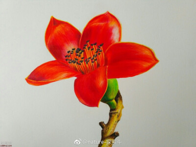 彩铅画木棉花教程www.caibihui.com